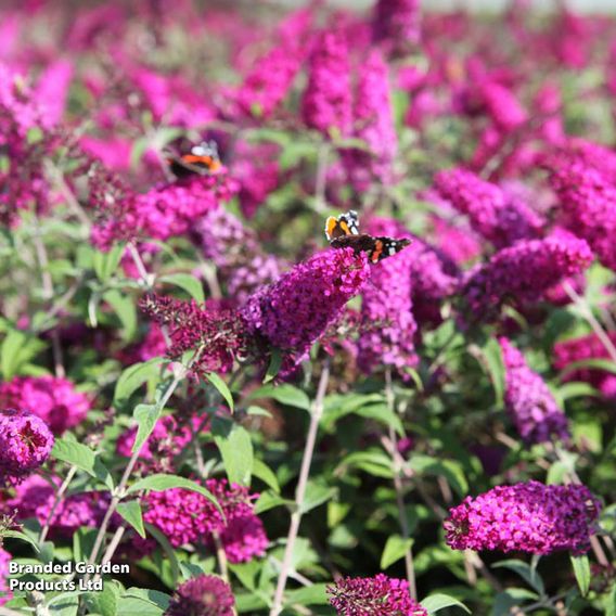 Buddleja davidii 'Miss Ruby'