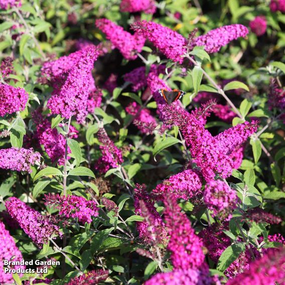 Buddleja davidii 'Miss Ruby'