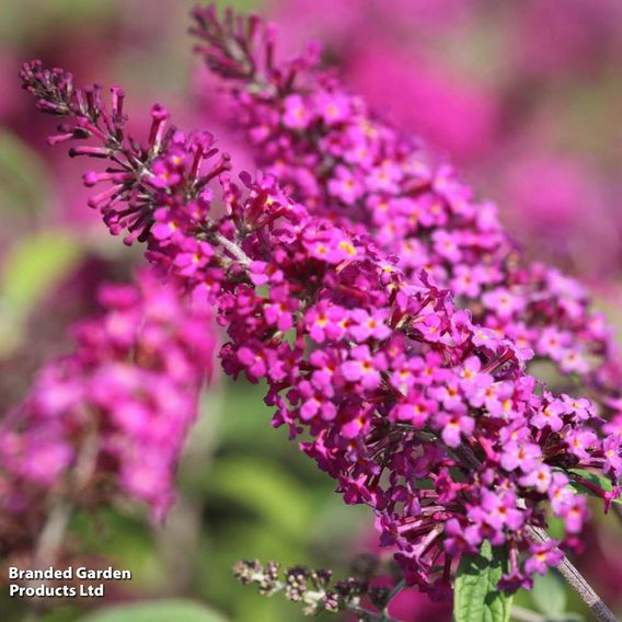 Buddleja davidii 'Miss Ruby'