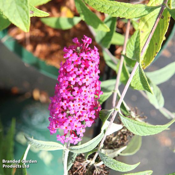 Buddleja davidii 'Miss Ruby'