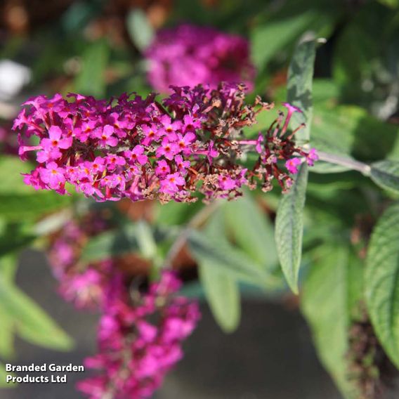 Buddleja davidii 'Miss Ruby'