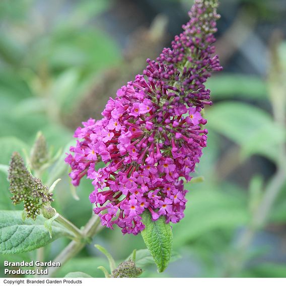 Buddleja davidii 'Miss Ruby'