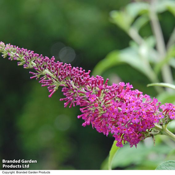 Buddleja davidii 'Miss Ruby'