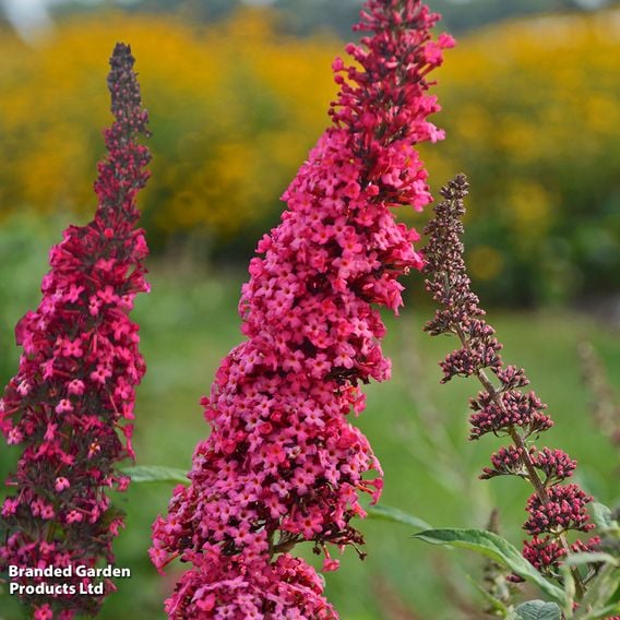 Buddleja davidii 'Monarch Prince Charming'