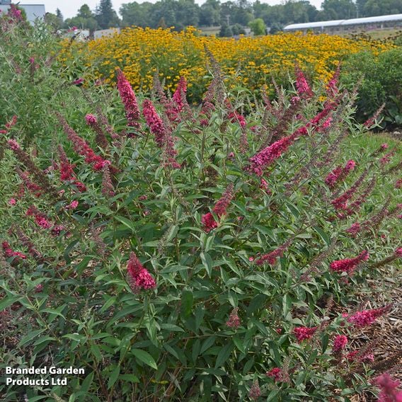 Buddleja davidii 'Monarch Prince Charming'