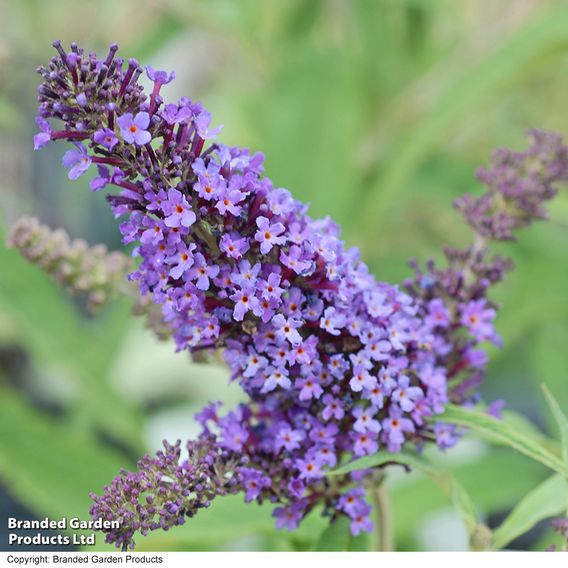 Buddleja davidii 'Purple Emperor'