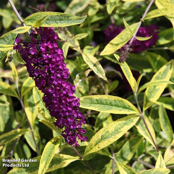 Buddleja davidii 'Santana'
