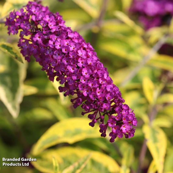 Buddleja davidii 'Santana'