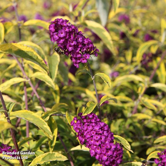 Buddleja davidii 'Santana'