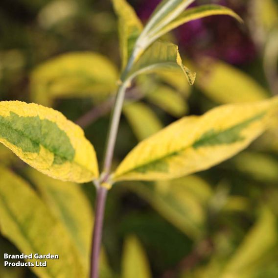 Buddleja davidii 'Santana'