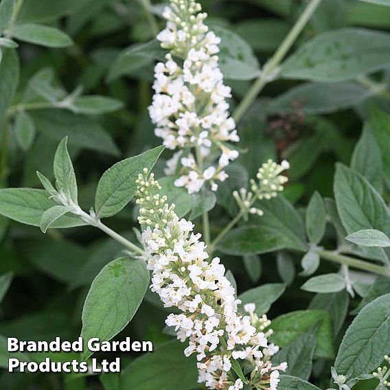 Buddleja 'Lo & Behold - White Chip'