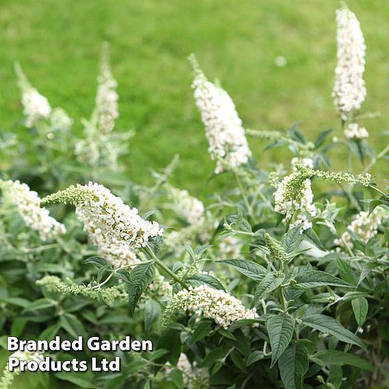 Buddleja 'Lo & Behold - White Chip'