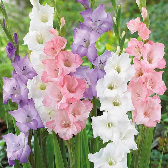 Gladioli Collection