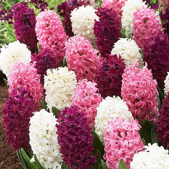 Hyacinth 'Pretty in Pink' Mix