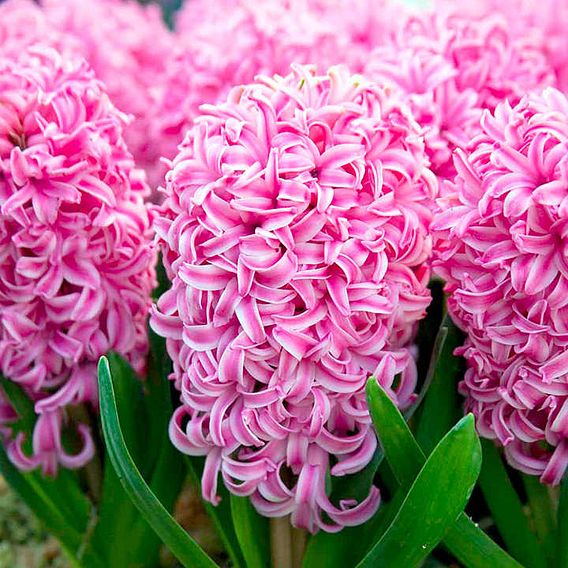 Hyacinth 'Pink Pearl'