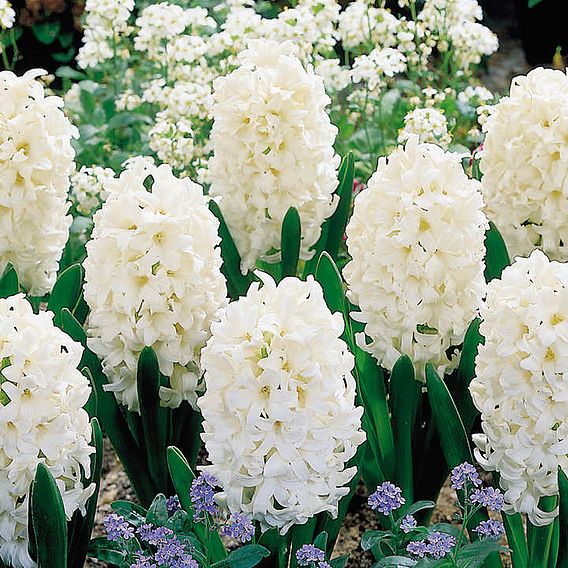 Hyacinth 'Carnegie'