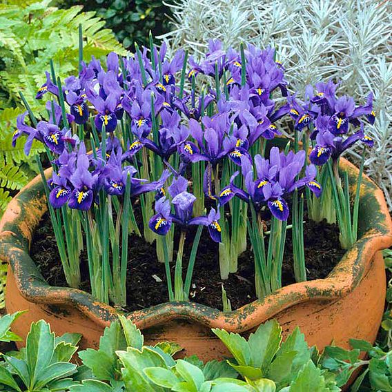 Iris reticulata Bulbs - Harmony