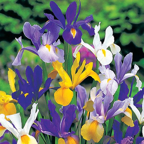 Iris Bulbs - Hollandica Mix