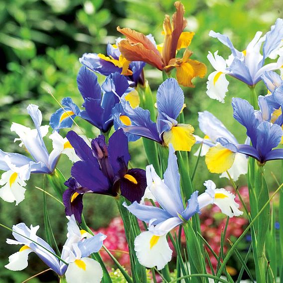 Iris Bulbs - Hollandica Mix