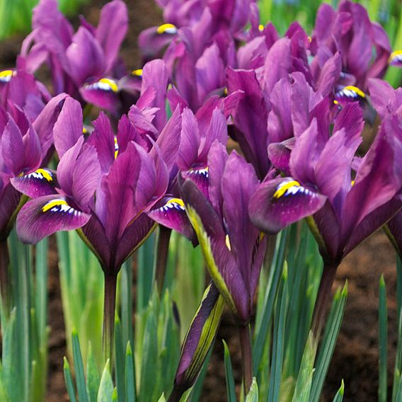 Iris reticulata 'Purple Hill'