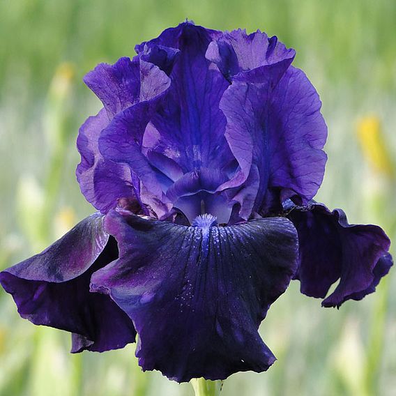 Iris Germanica Bulbs - Rosalie Figge