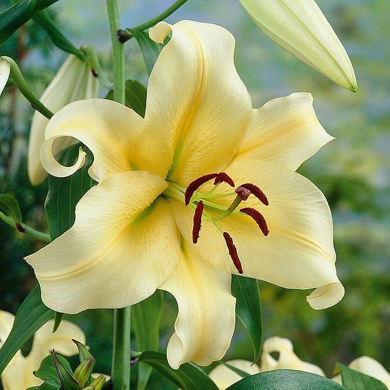 Tree Lily 'Honeymoon'