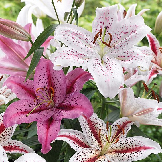 Lily Bulbs - White/Pink Oriental Collection