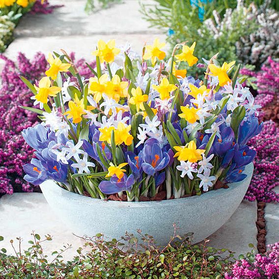 Pots of Colour Bulb Mix