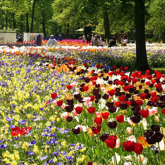 Bumper Spring Bulb Collection