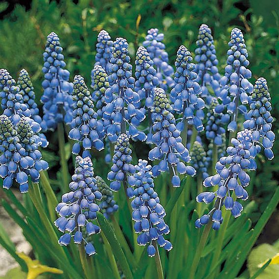 Muscari armeniacum