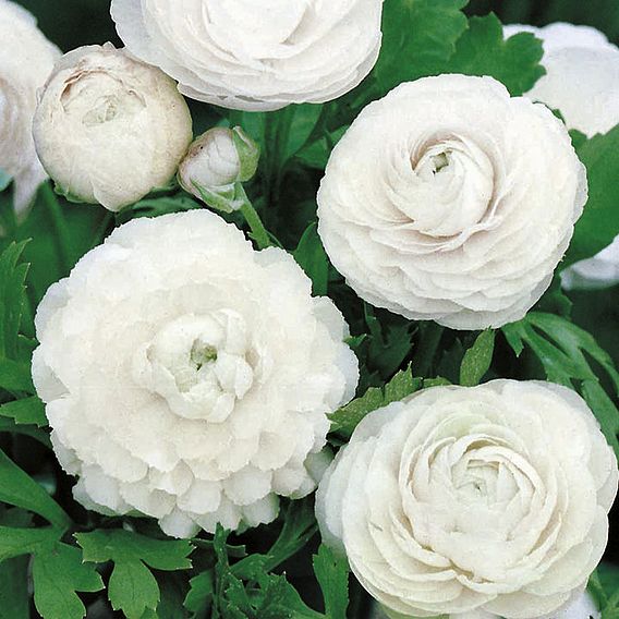 Ranunculus 'White'