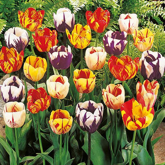 Tulip 'Rembrandt Mix'