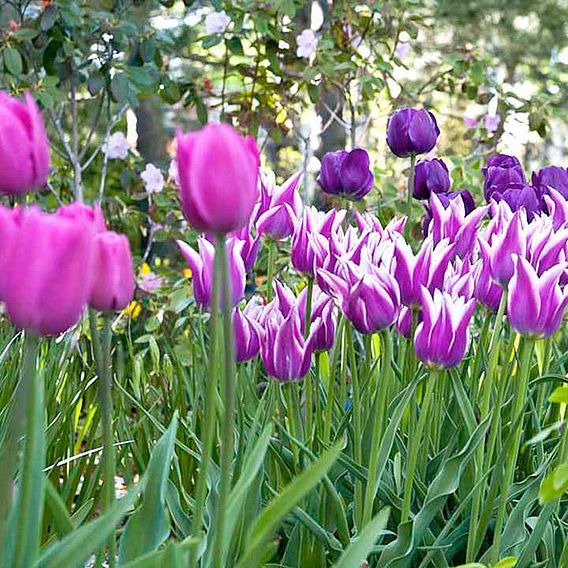 Tulip 'Purple Passion Blend'