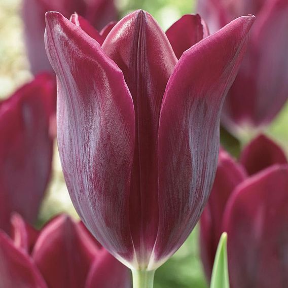 Tulip 'Havran'