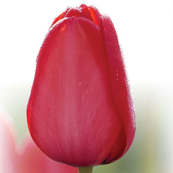 Tulip 'Red Impression'