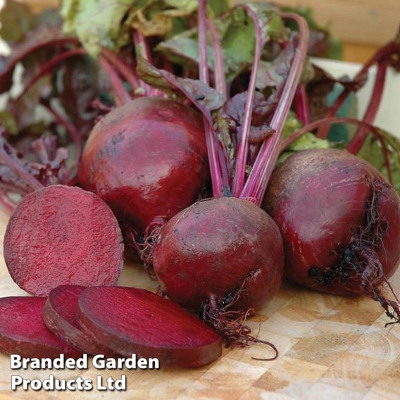 Beetroot 'Boltardy' (Globe)