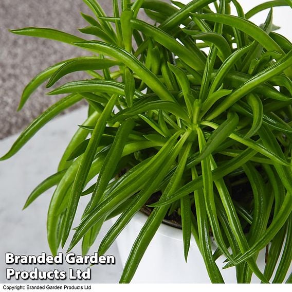 Peperomia 'Nevada'