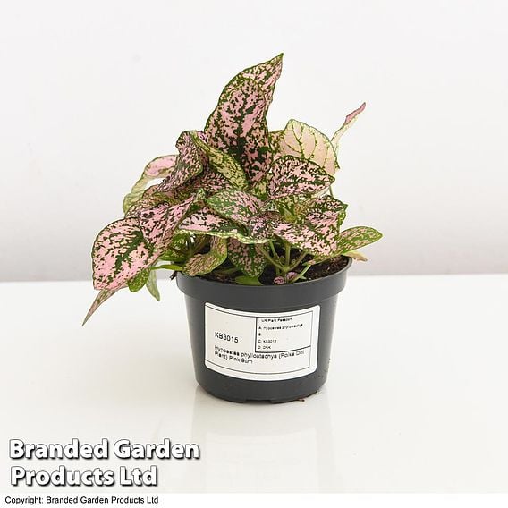 Hypoestes phyllostachya 'Pink'