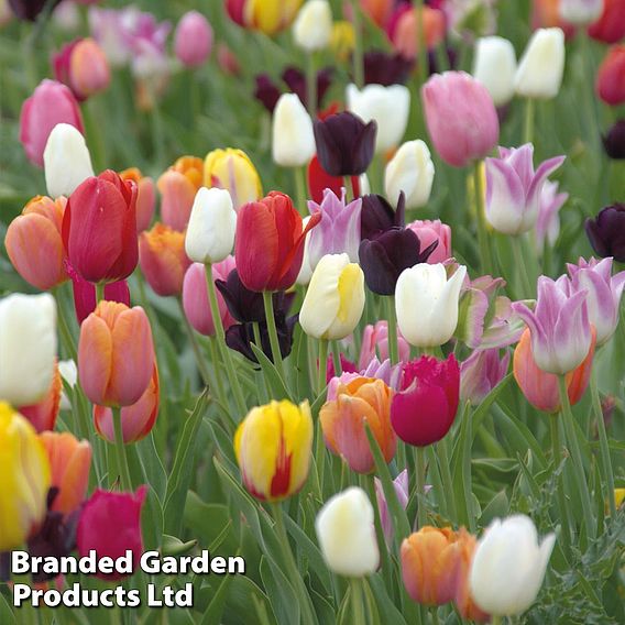 Tulip 'Everlasting Mixed'