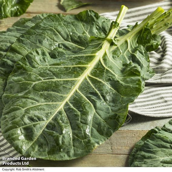 Collard 'Hi-Crop' F1 - Seeds