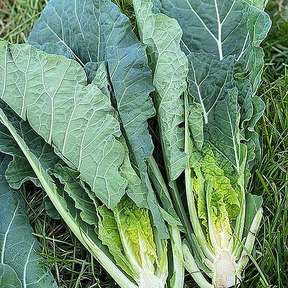 Collard Hi-Crop F1 Seeds