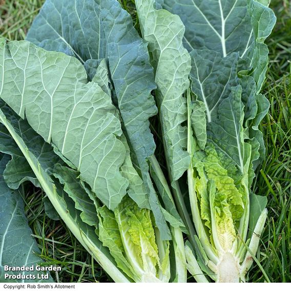 Collard 'Hi-Crop' F1 - Seeds
