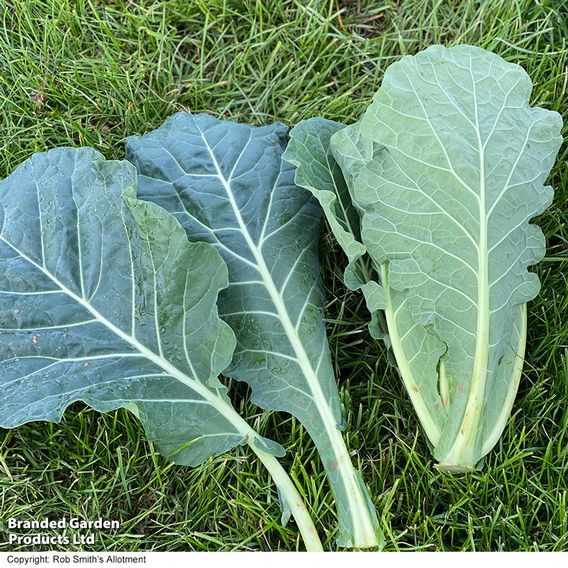 Collard 'Hi-Crop' F1 - Seeds