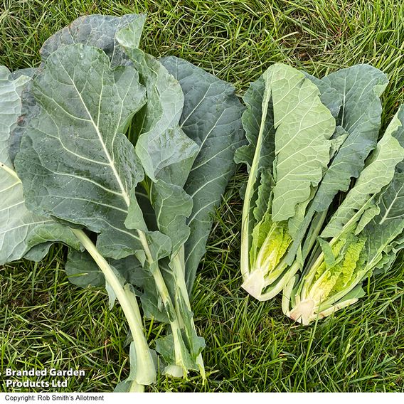 Collard 'Hi-Crop' F1 - Seeds