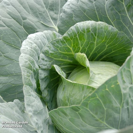 Cabbage 'Duncan' (Spring/Summer/Autumn)