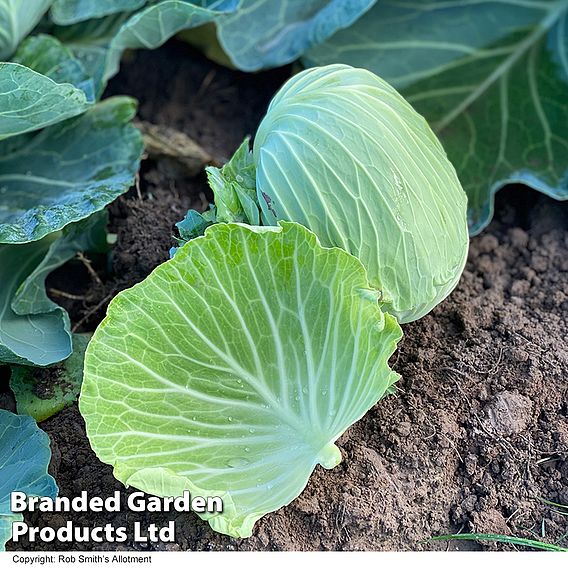 Cabbage 'Green Rich' F1 (Summer/Autumn) - Seeds