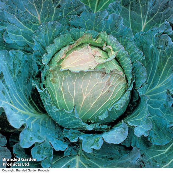 Cabbage Savoy 'January King 3' - Seeds
