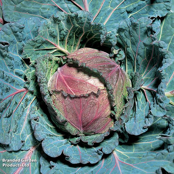 Cabbage Savoy 'January King 3' - Seeds