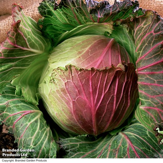 Cabbage Savoy 'January King 3' - Seeds