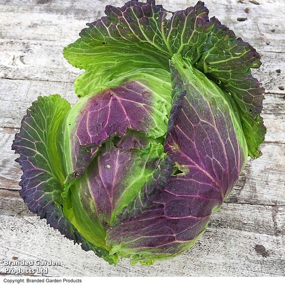 Cabbage Savoy 'January King 3' - Seeds